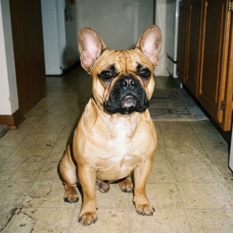 An everyday snapshot of a dog, the photo a customer uploads