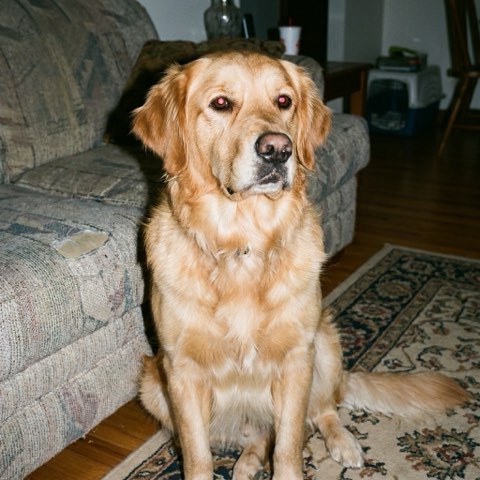 An everyday snapshot of a dog, the photo a customer uploads