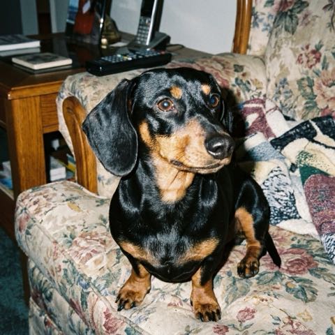 An everyday snapshot of a dog, the photo a customer uploads